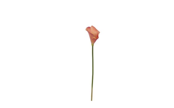زهرة كالا ليلي الإصطناعية للديكور 1 قطعة - وردي
