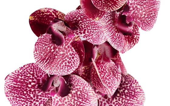 Flowers Artificial Orchids 1 PC - Pink