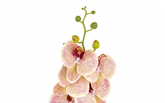Flowers Artificial Orchids 1 PC - Cream & Pink