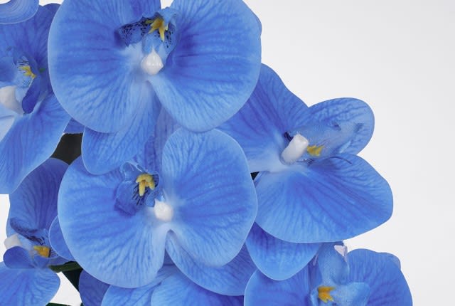 مزهرية سيراميك مع زهرة الأوركيد للديكور 1 قطعة - أبيض و أزرق