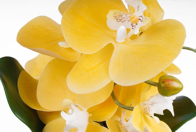 مزهرية سيراميك مع زهرة الأوركيد للديكور 1 قطعة - أبيض و أصفر